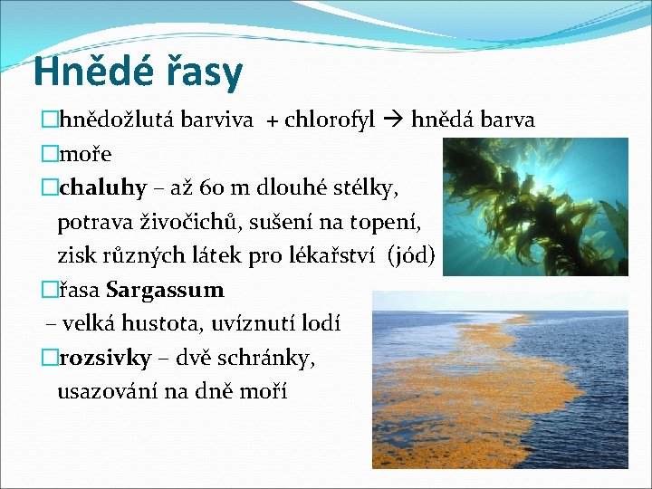 Hnědé řasy �hnědožlutá barviva + chlorofyl hnědá barva �moře �chaluhy – až 60 m