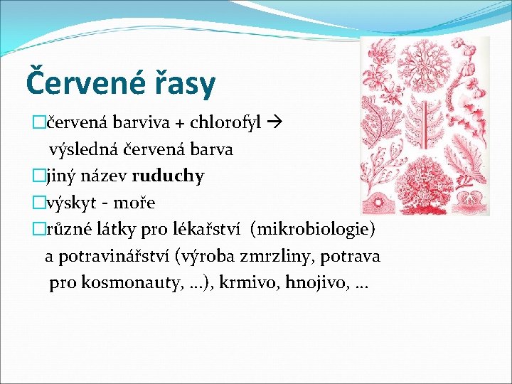 Červené řasy �červená barviva + chlorofyl výsledná červená barva �jiný název ruduchy �výskyt -