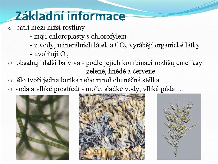 Základní informace patří mezi nižší rostliny - mají chloroplasty s chlorofylem - z vody,