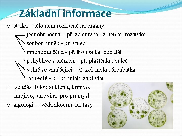 Základní informace o stélka = tělo není rozlišené na orgány jednobuněčná - př. zelenivka,