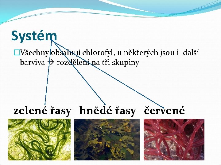 Systém �Všechny obsahují chlorofyl, u některých jsou i další barviva rozdělení na tři skupiny
