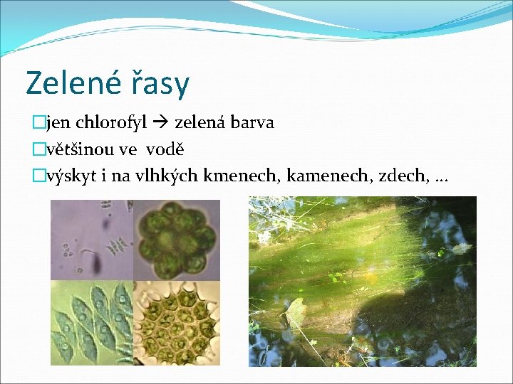 Zelené řasy �jen chlorofyl zelená barva �většinou ve vodě �výskyt i na vlhkých kmenech,