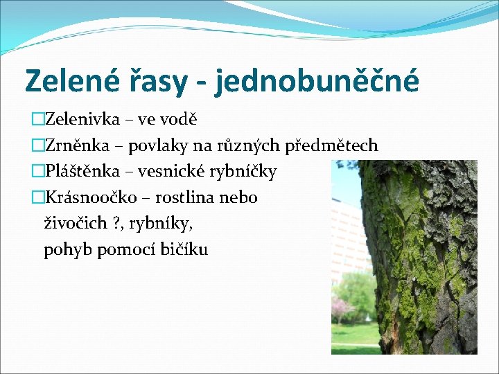 Zelené řasy - jednobuněčné �Zelenivka – ve vodě �Zrněnka – povlaky na různých předmětech