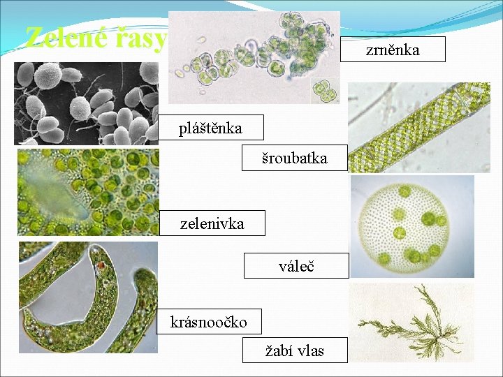 Zelené řasy zrněnka pláštěnka šroubatka zelenivka váleč krásnoočko žabí vlas 