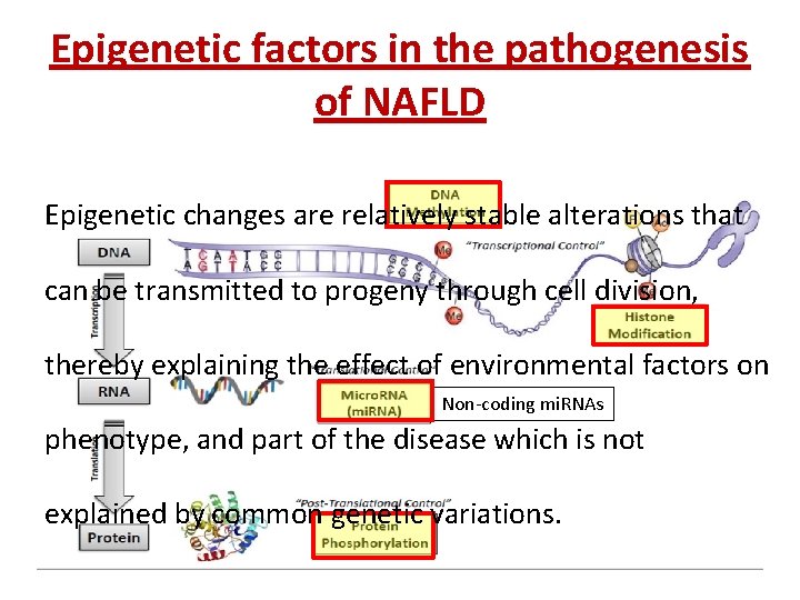 Epigenetic factors in the pathogenesis of NAFLD Epigenetic changes are relatively stable alterations that