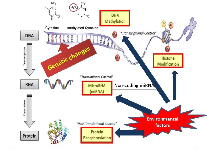 s e g n a h c c i t ne e G Non-coding s e g n a h c c i t ne e G Non-coding