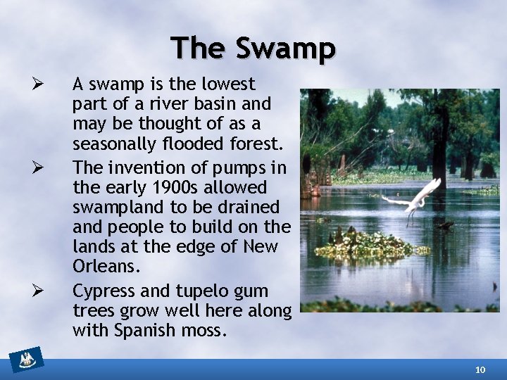 The Swamp Ø Ø Ø A swamp is the lowest part of a river