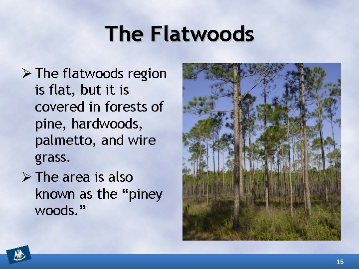 The Flatwoods Ø The flatwoods region is flat, but it is covered in forests