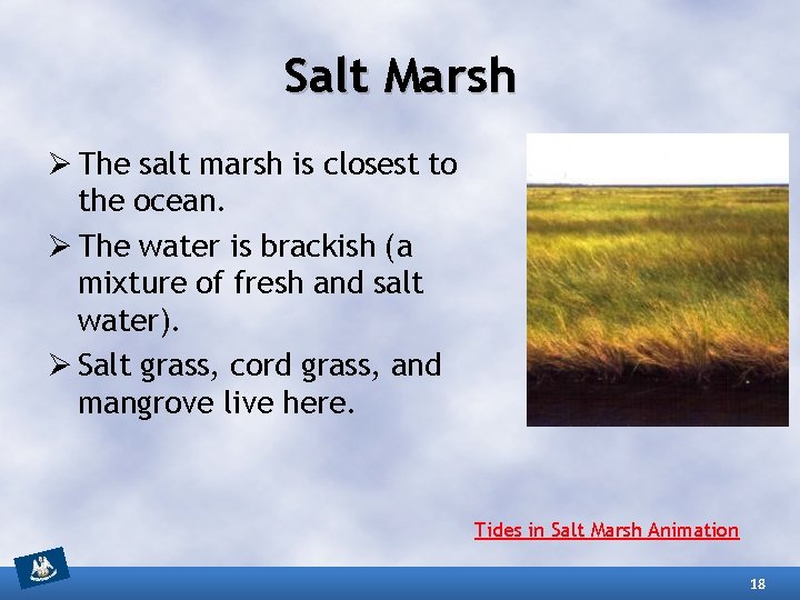 Salt Marsh Ø The salt marsh is closest to the ocean. Ø The water