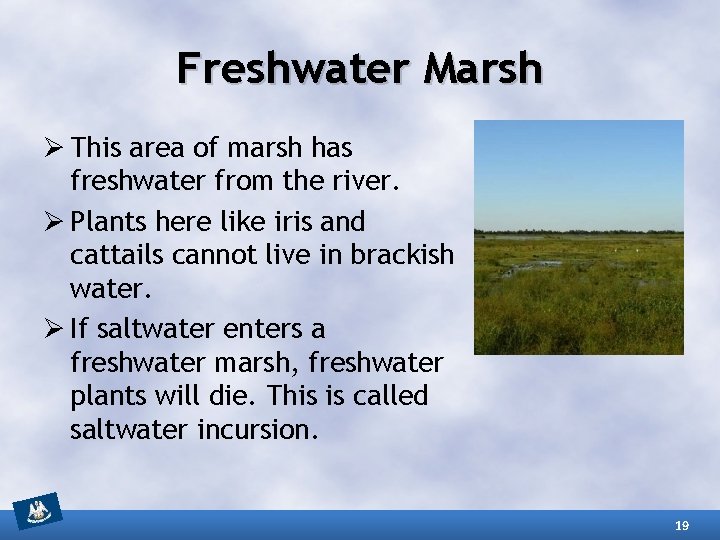 Freshwater Marsh Ø This area of marsh has freshwater from the river. Ø Plants
