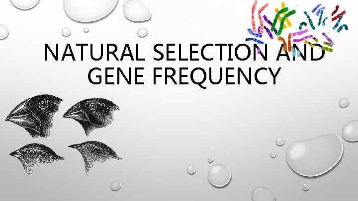 NATURAL SELECTION AND GENE FREQUENCY 