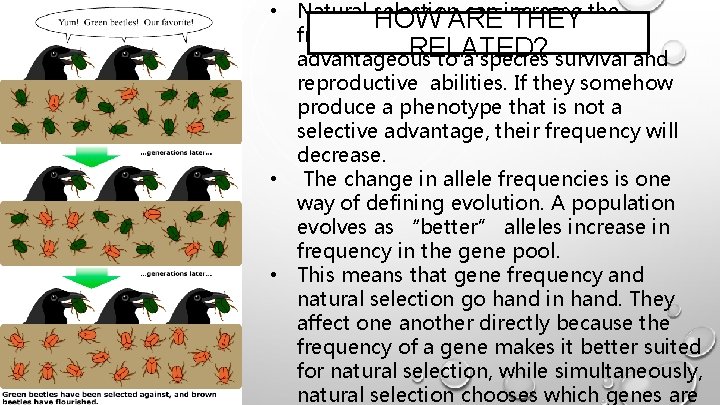  • Natural selection can increase HOW ARE THEY the frequencies of alleles if