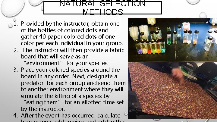 NATURAL SELECTION METHODS 1. Provided by the instructor, obtain one of the bottles of