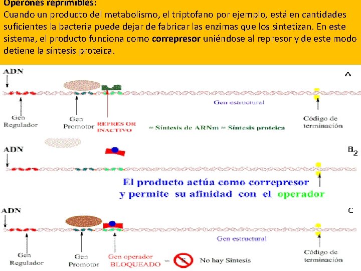 Operones reprimibles: Cuando un producto del metabolismo, el triptofano por ejemplo, está en cantidades Operones reprimibles: Cuando un producto del metabolismo, el triptofano por ejemplo, está en cantidades