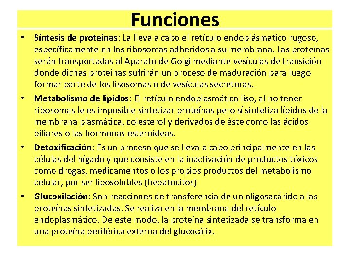 Funciones • Síntesis de proteínas: La lleva a cabo el retículo endoplásmatico rugoso, específicamente Funciones • Síntesis de proteínas: La lleva a cabo el retículo endoplásmatico rugoso, específicamente