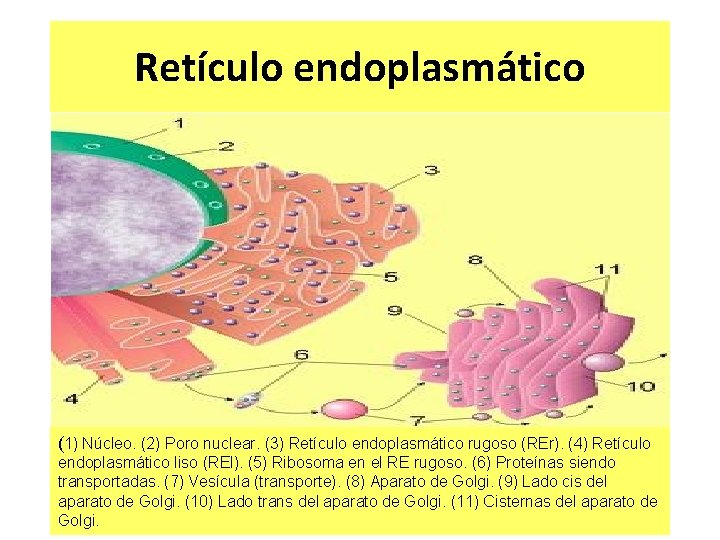 Retículo endoplasmático (1) Núcleo. (2) Poro nuclear. (3) Retículo endoplasmático rugoso (REr). (4) Retículo Retículo endoplasmático (1) Núcleo. (2) Poro nuclear. (3) Retículo endoplasmático rugoso (REr). (4) Retículo