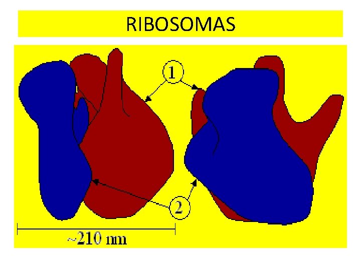 RIBOSOMAS RIBOSOMAS