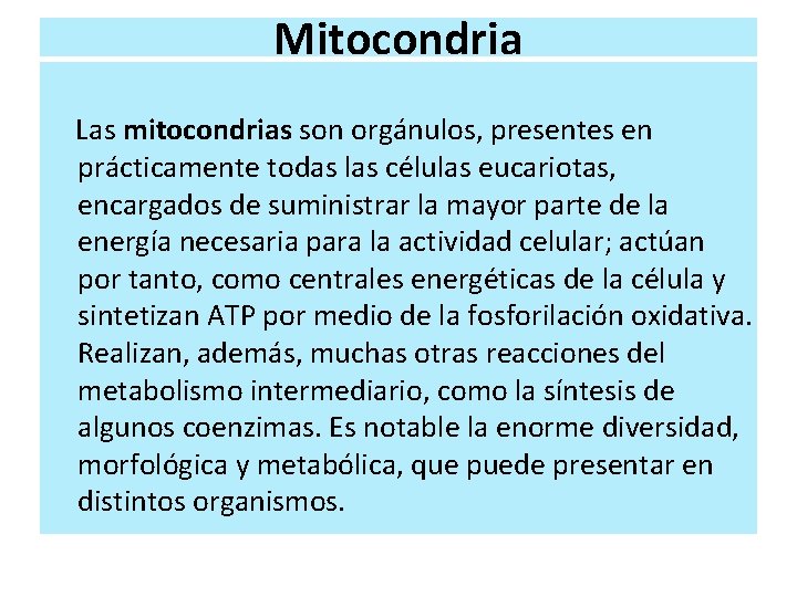 Mitocondria Las mitocondrias son orgánulos, presentes en prácticamente todas las células eucariotas, encargados de Mitocondria Las mitocondrias son orgánulos, presentes en prácticamente todas las células eucariotas, encargados de