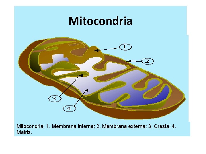 Mitocondria: 1. Membrana interna; 2. Membrana externa; 3. Cresta; 4. Matriz. Mitocondria: 1. Membrana interna; 2. Membrana externa; 3. Cresta; 4. Matriz.
