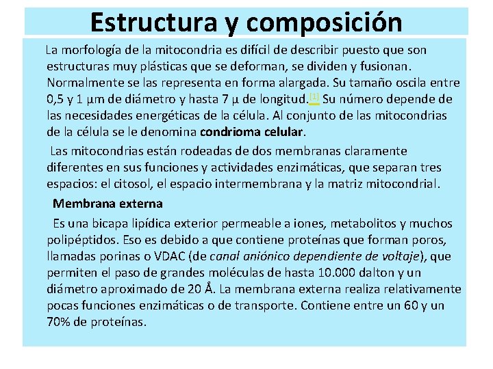 Estructura y composición La morfología de la mitocondria es difícil de describir puesto que Estructura y composición La morfología de la mitocondria es difícil de describir puesto que