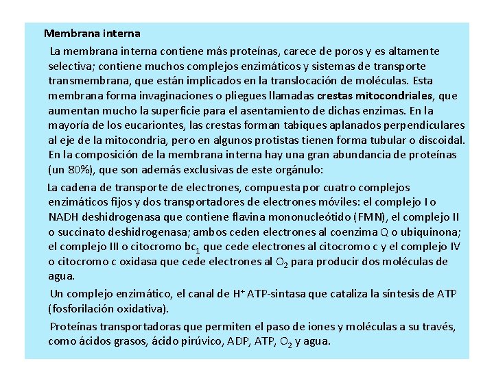 Membrana interna La membrana interna contiene más proteínas, carece de poros y es Membrana interna La membrana interna contiene más proteínas, carece de poros y es