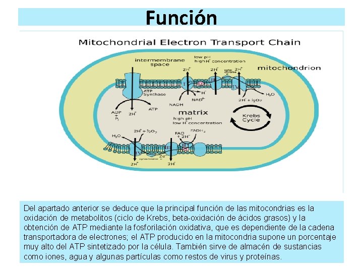 Función Del apartado anterior se deduce que la principal función de las mitocondrias es Función Del apartado anterior se deduce que la principal función de las mitocondrias es