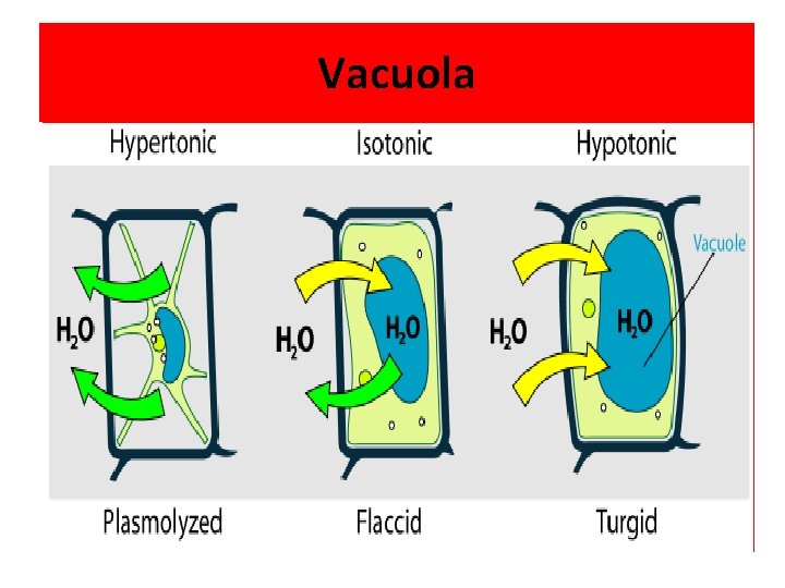 Vacuola Vacuola