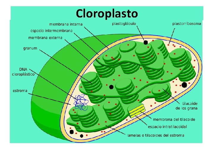 Cloroplasto Cloroplasto