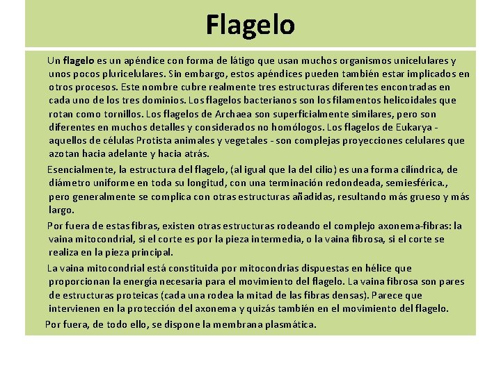 Flagelo Un flagelo es un apéndice con forma de látigo que usan muchos organismos Flagelo Un flagelo es un apéndice con forma de látigo que usan muchos organismos