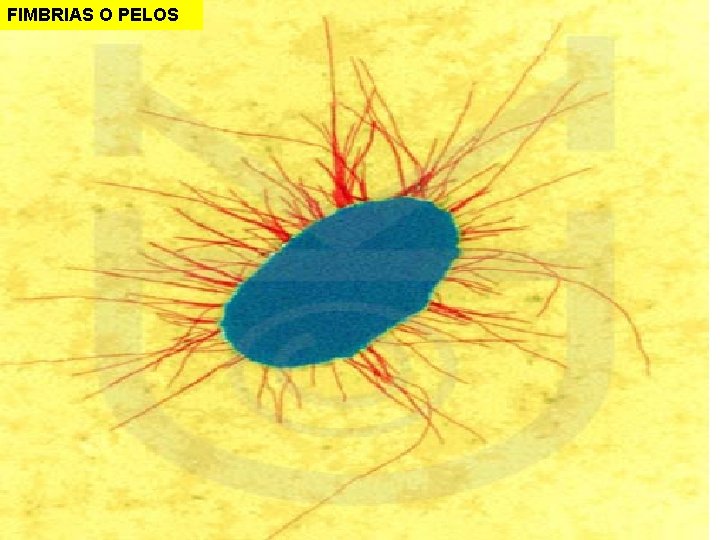 FIMBRIAS O PELOS FIMBRIAS O PELOS
