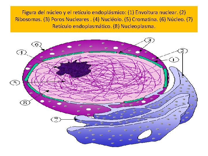 Figura del núcleo y el retículo endoplásmico: (1) Envoltura nuclear. (2) Ribosomas. (3) Poros Figura del núcleo y el retículo endoplásmico: (1) Envoltura nuclear. (2) Ribosomas. (3) Poros