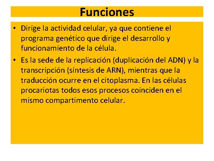 Funciones • Dirige la actividad celular, ya que contiene el programa genético que dirige Funciones • Dirige la actividad celular, ya que contiene el programa genético que dirige