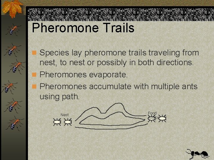Pheromone Trails n Species lay pheromone trails traveling from nest, to nest or possibly