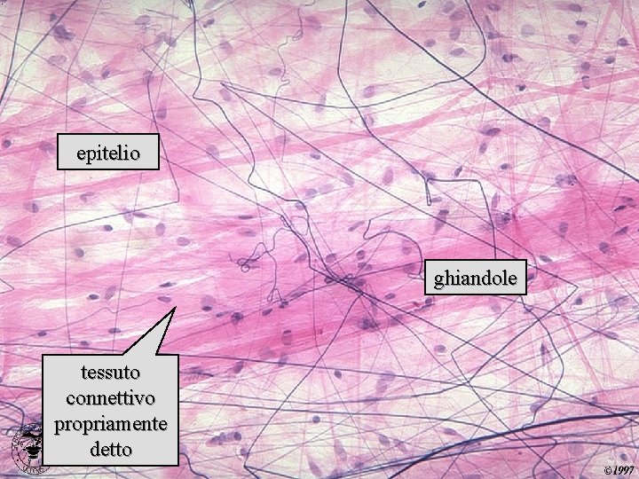 connettivo propriamente detto epitelio ghiandole tessuto connettivo propriamente detto 