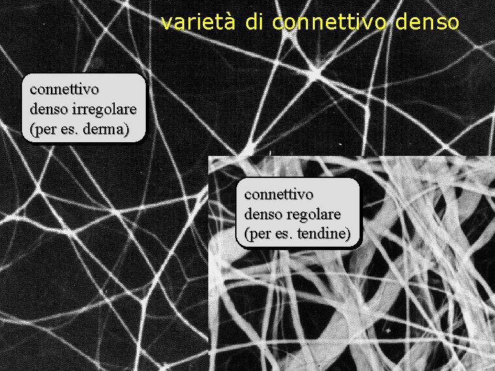 varietà di connettivo denso irregolare (per es. derma) connettivo denso regolare (per es. tendine)