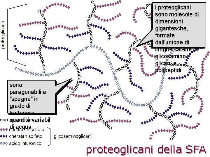 i proteoglicani sono molecole di dimensioni gigantesche, formate dall’unione di lunghe catene di glicosaminoglicani