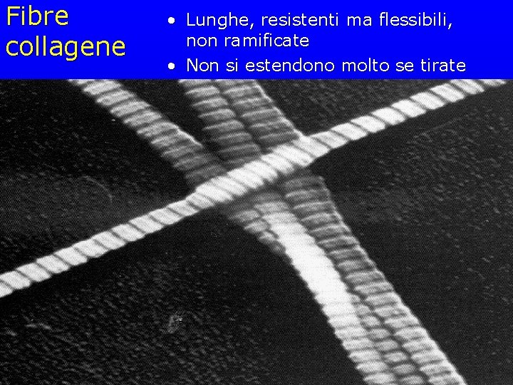 Fibre collagene • Lunghe, resistenti ma flessibili, non ramificate • Non si estendono molto