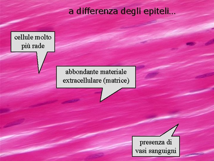 a differenza degli epiteli… cellule molto più rade abbondante materiale extracellulare (matrice) presenza di