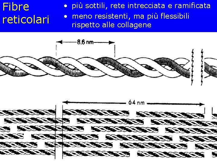 Fibre reticolari • più sottili, rete intrecciata e ramificata • meno resistenti, ma più