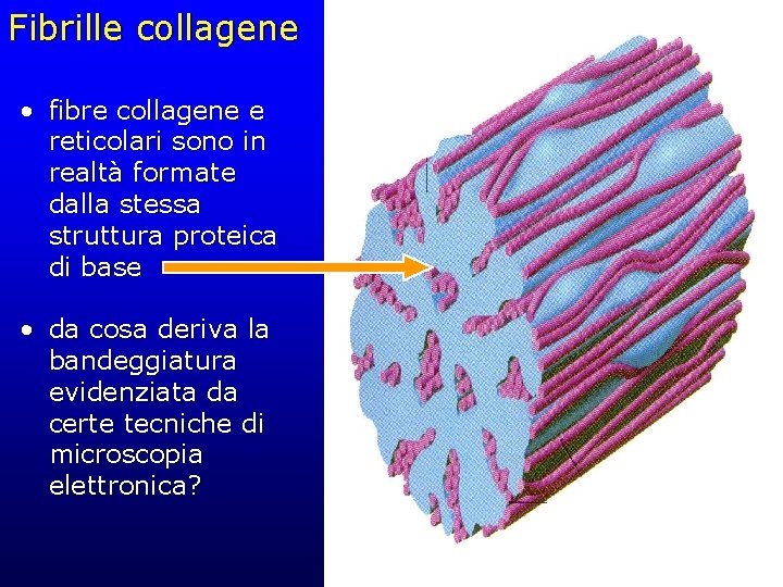 Fibrille collagene • fibre collagene e reticolari sono in realtà formate dalla stessa struttura