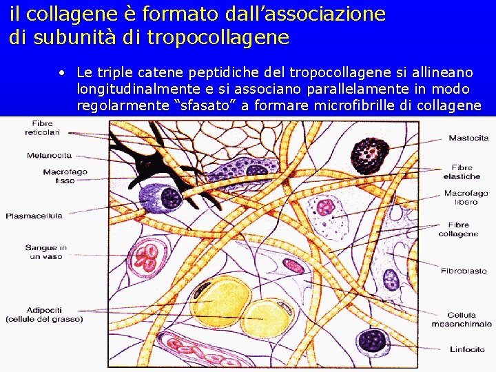 il collagene è formato dall’associazione di subunità di tropocollagene • Le triple catene peptidiche