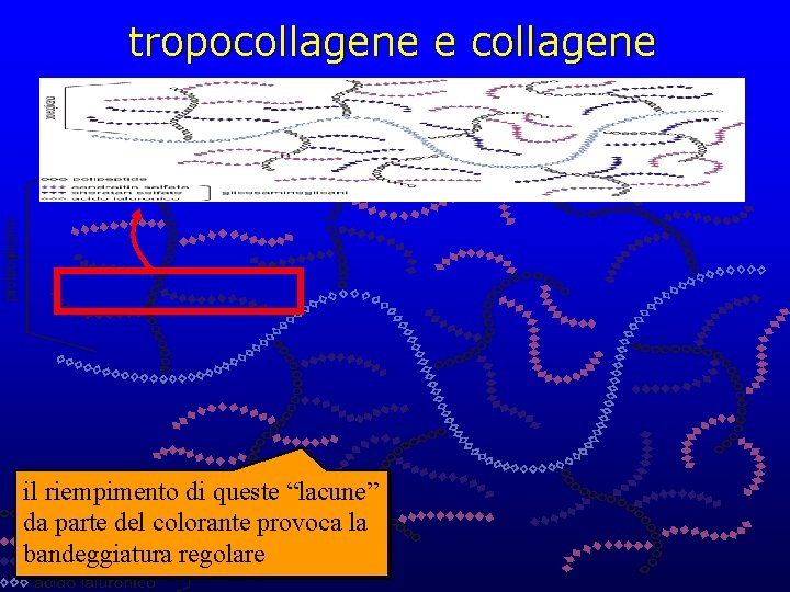 tropocollagene e collagene il riempimento di queste “lacune” da parte del colorante provoca la