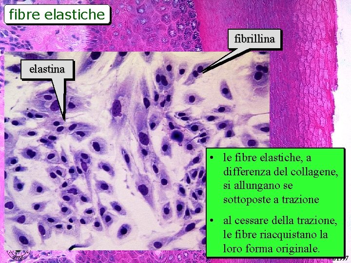 fibre elastiche fibrillina elastina • le fibre elastiche, a differenza del collagene, si allungano