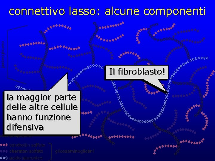 connettivo lasso: alcune componenti Il fibroblasto! la maggior parte delle altre cellule hanno funzione