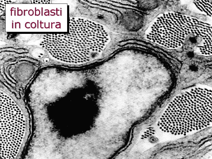 fibroblasti in coltura 