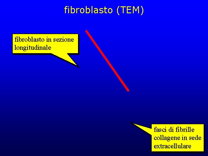 fibroblasto (TEM) fibroblasto in sezione longitudinale fasci di fibrille collagene in sede extracellulare 