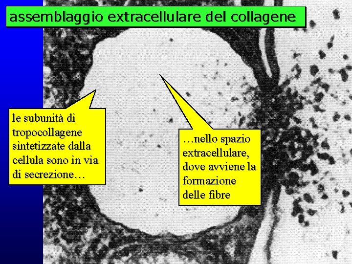 assemblaggio extracellulare del collagene le subunità di tropocollagene sintetizzate dalla cellula sono in via