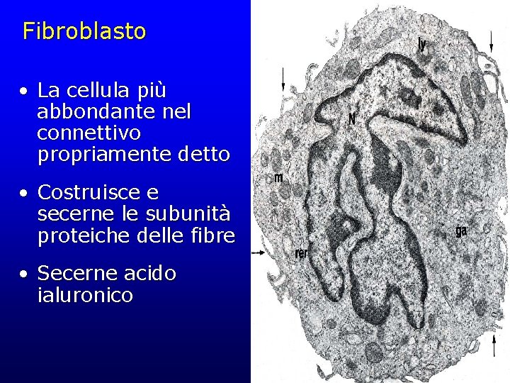 Fibroblasto • La cellula più abbondante nel connettivo propriamente detto • Costruisce e secerne