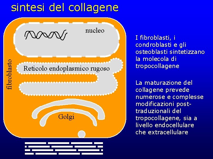 sintesi del collagene fibroblasto nucleo Reticolo endoplasmico rugoso Golgi I fibroblasti, i condroblasti e