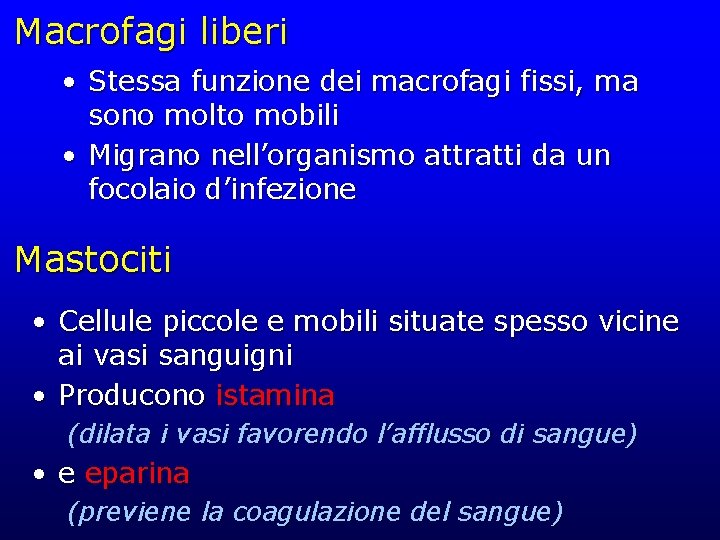 Macrofagi liberi • Stessa funzione dei macrofagi fissi, ma sono molto mobili • Migrano